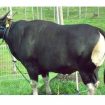 Foto Sapi Bali : www.duniasapi.com