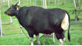Foto Sapi Bali : www.duniasapi.com