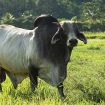 Foto Sapi Brahman : starfarm.co.id