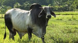 Foto Sapi Brahman : starfarm.co.id