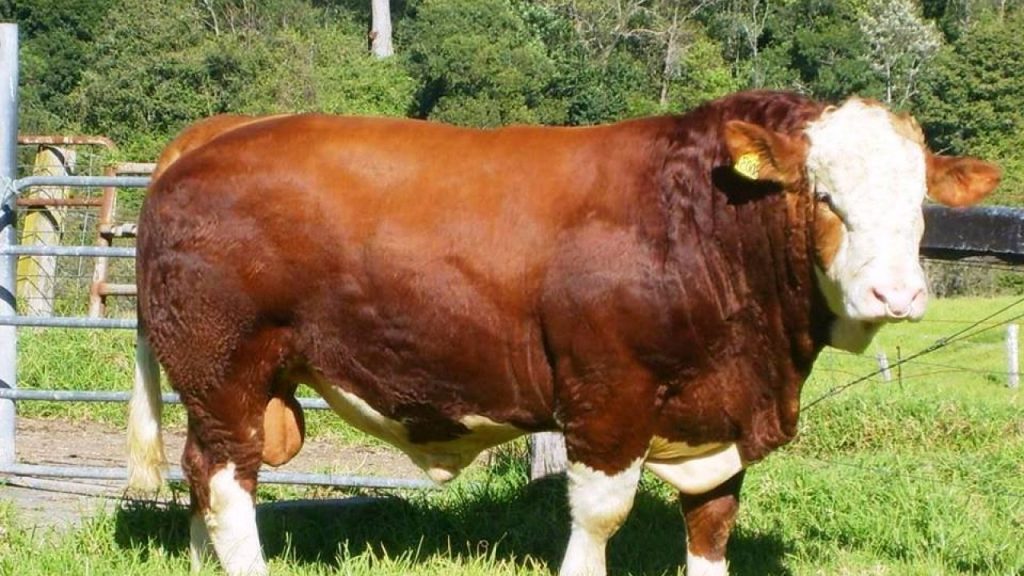 20 Jenis Sapi Qurban di Indonesia: Pilihan Terbaik untuk Berqurban